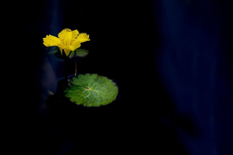 Loving-Kindness Image